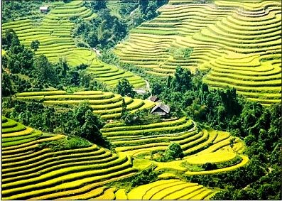 Рисовые террасы Хоанг Суфи в провинции Хазянг признаны национальным наследием - ảnh 1